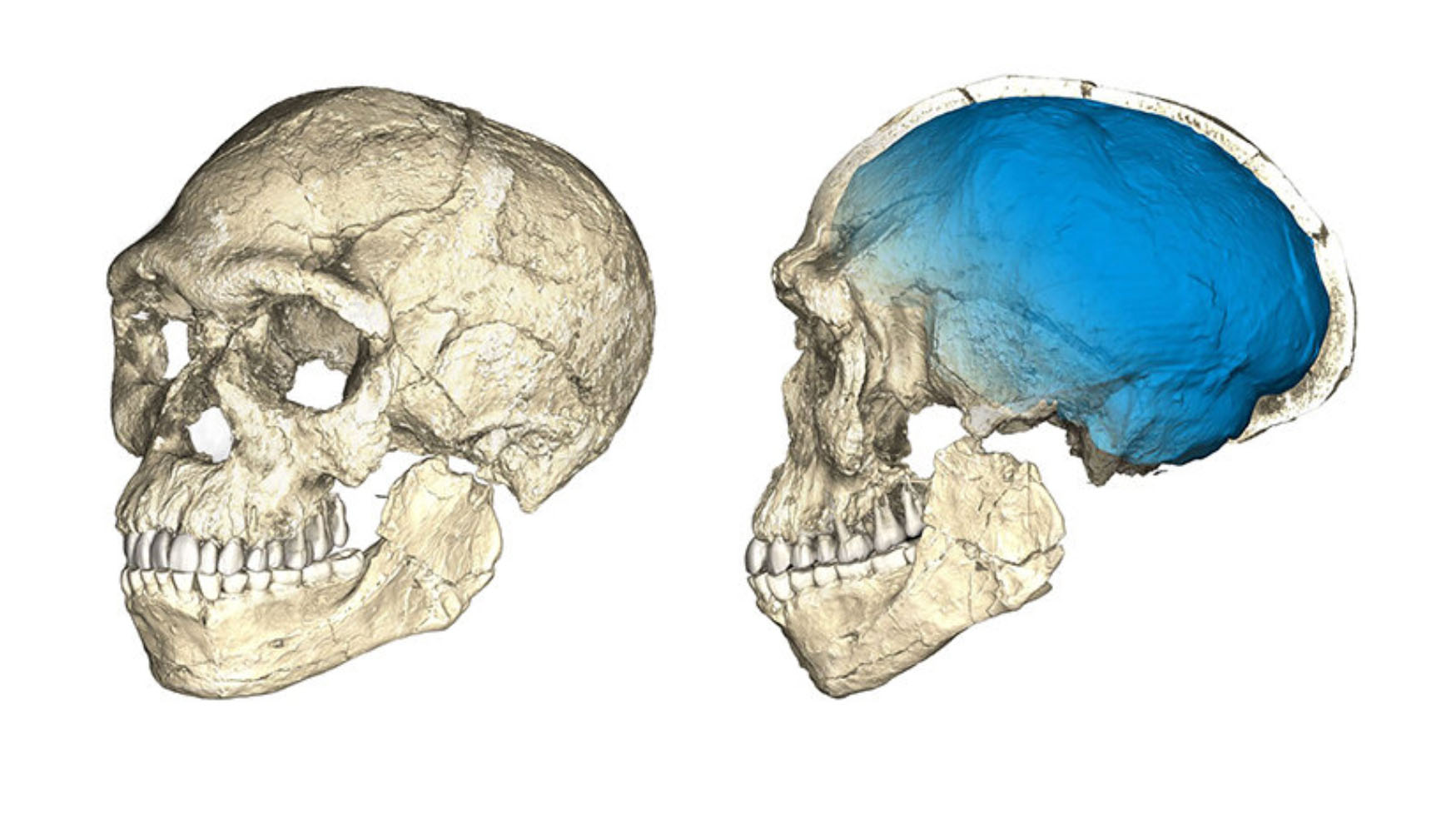 Composite reconstruction of 300,000-year-old fossils from the site of Jebel Irhoud in Morocco.