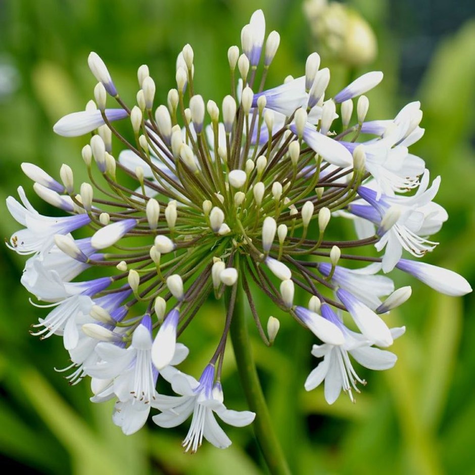 How to grow agapanthus: add colour and structure with these picture