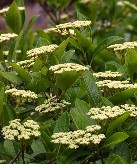A closeup of Viburnum odoratissimum flowers