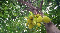 Jackfruit hanging on the tree viewed from below