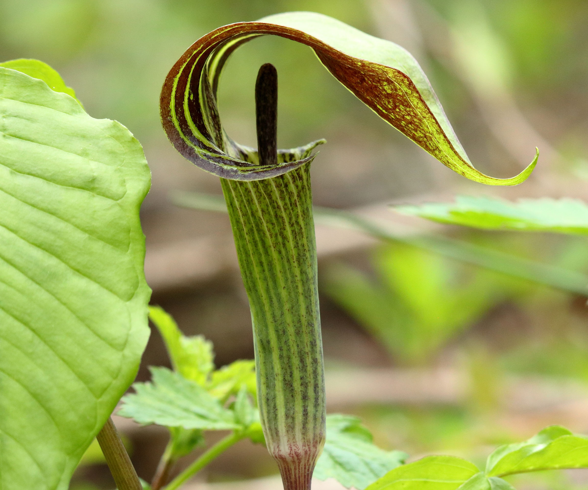 Jack-in-the-pulpit plant in garden border