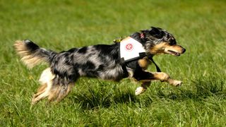 australian shepherd dog working as search and rescue dog