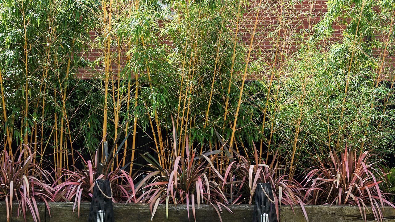 Bamboo plant growing in pots and raised bed in outdoor garden space