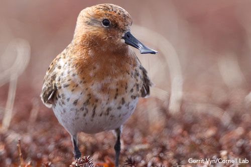 Spoon-billed sandpiper