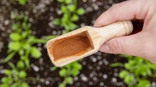 Sprinkling cinnamon to plant soil