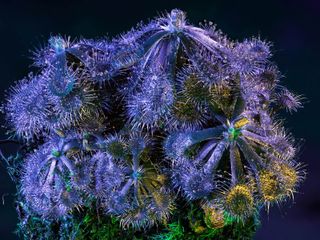 Drosera toakaiensis (sun dew plants) photographed against a blue background