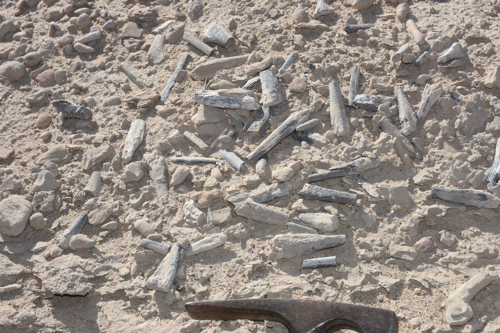 Fossilized Pterosaur Eggs Hold Perfectly Preserved Embryos Inside 
