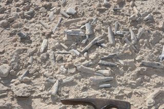 Researchers found the pterosaur eggs and fossils in a bone bed (literally, a site with many bones) in the Hami region of northwest Xinjiang, China.