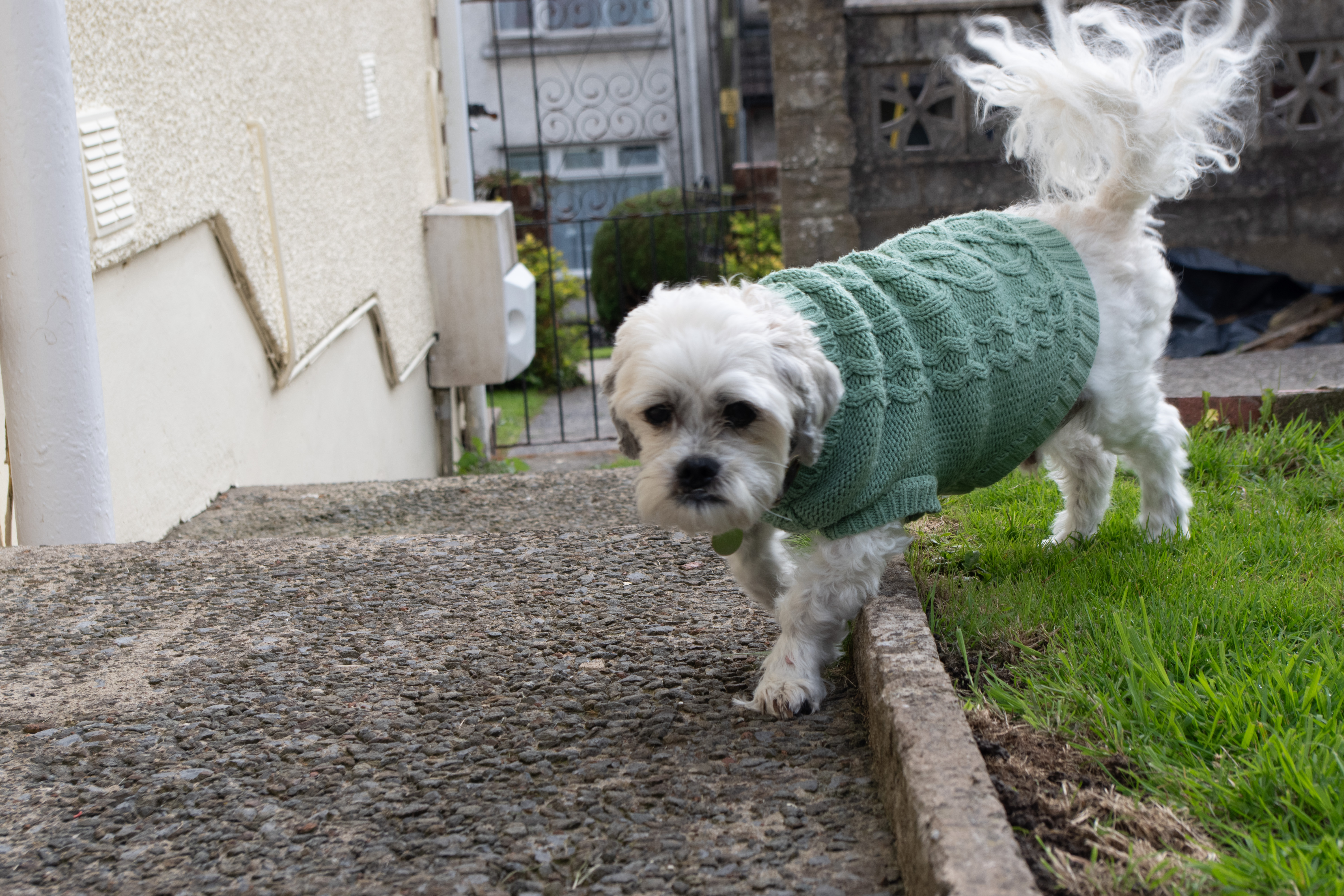 Dog running across garden captured on Pentax KF