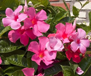 Pink mandevilla in full bloom against a brick wall