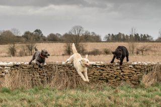 Mary, Scrumpy and Fela the labradoodles