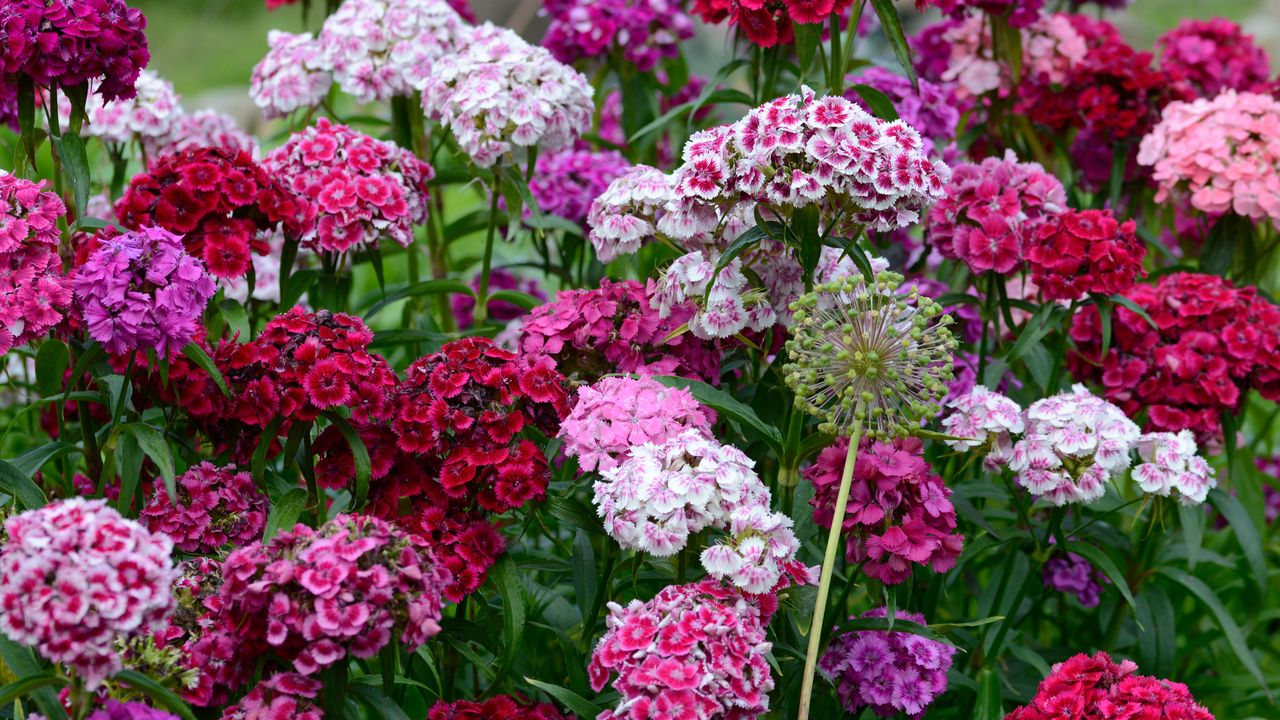 Sweet williams in pink, red and purple crowded together in a garden