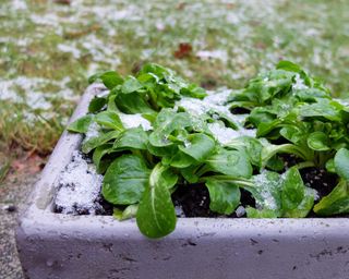 lamb's lettuce in container in frost