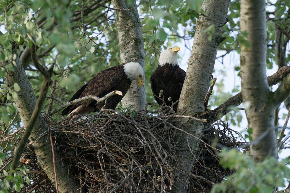 a pair of bald eagles in a nest.