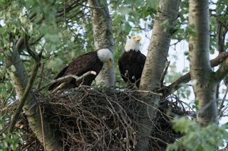 a pair of bald eagles in a nest.