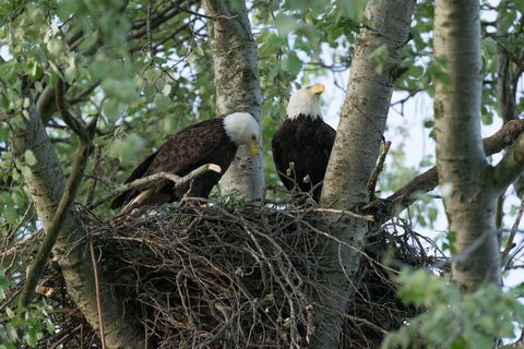 Bald Eagle Sex: The Acrobatic Mating of America's National Bird | Live ...