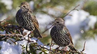 Pair of starlings