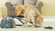 Golden retriever sitting next to vacuum cleaner