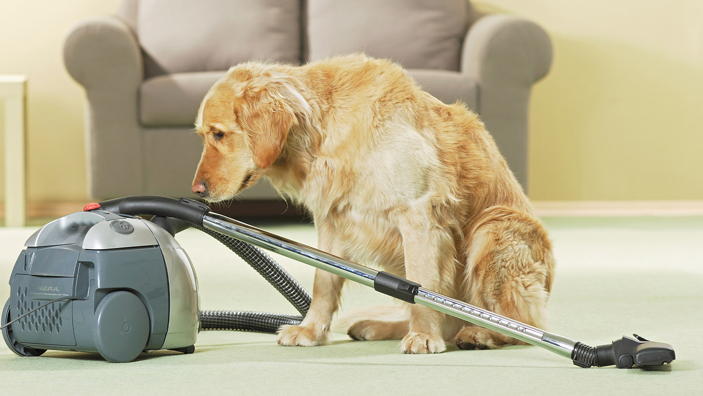 Golden retriever sitting next to vacuum cleaner