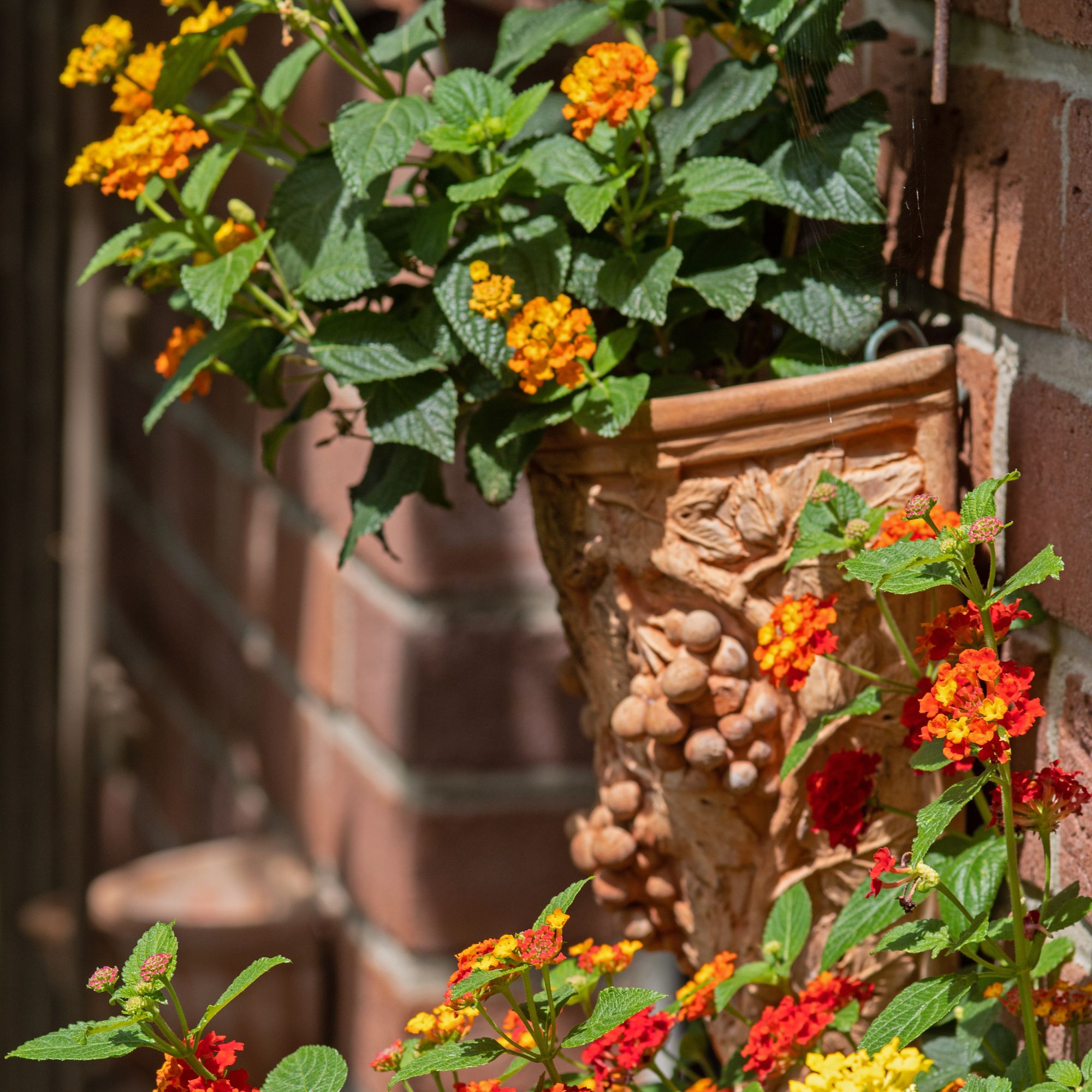 Lantana camara growing in terracotta pots on brick wall