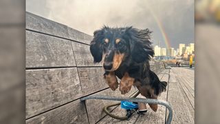 Photo of Rigatoni the dog jumping in front of a rainbow