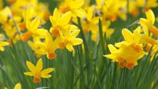 how to grow daffodils – yellow daffodils growing outdoors