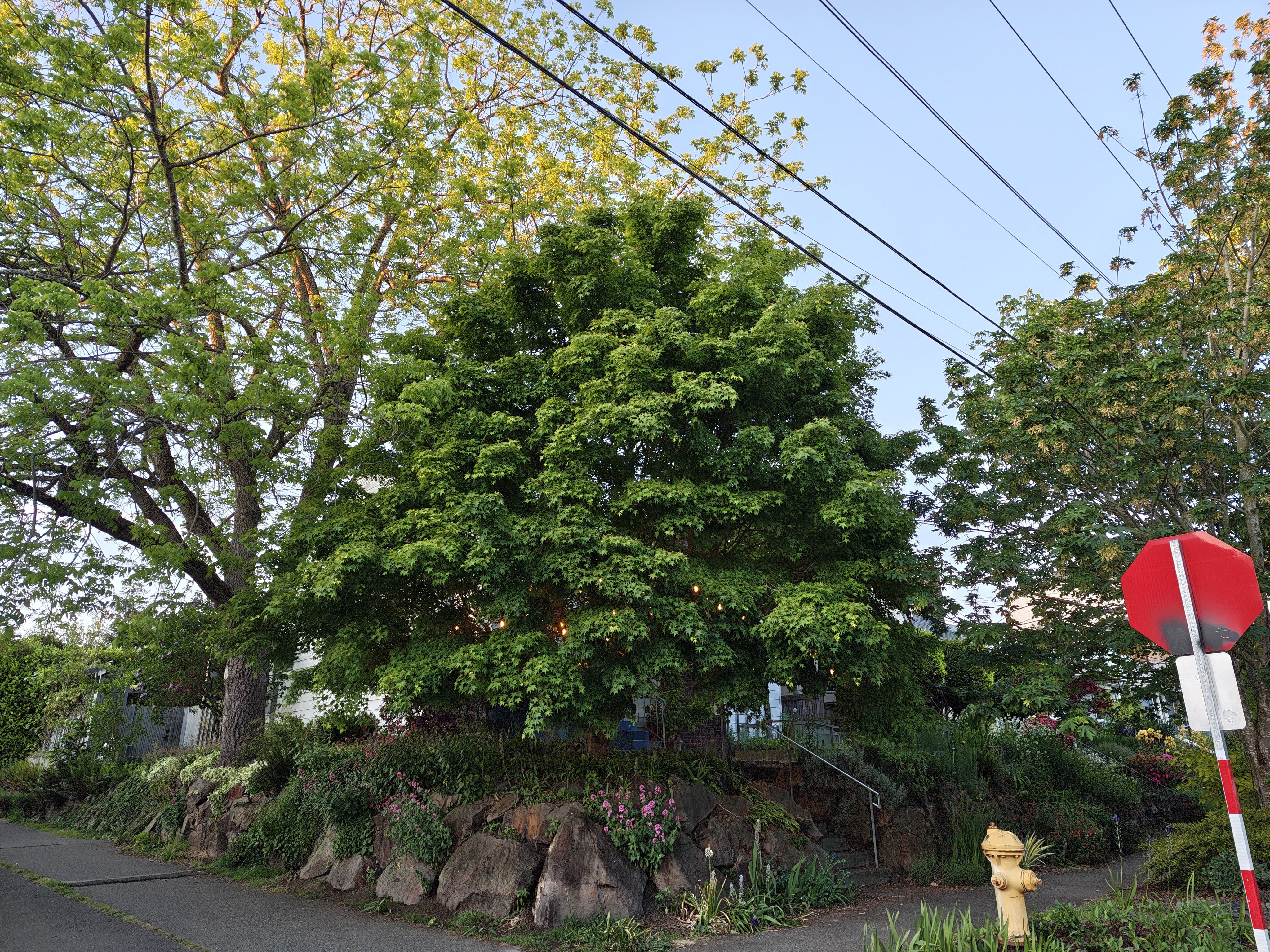 A large tree on the corner of a sidewalk