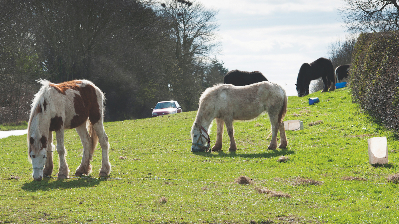 Fly-grazing-CRNDPE-alamy_423173131_762579111.jpg