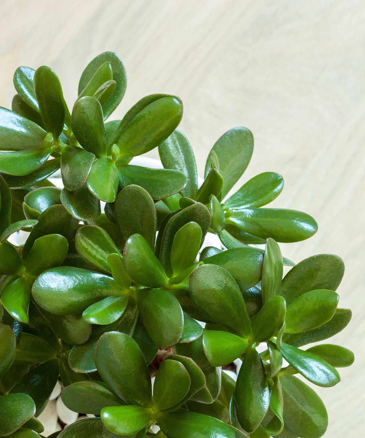 Why is my jade plant dropping leaves? The experts explain