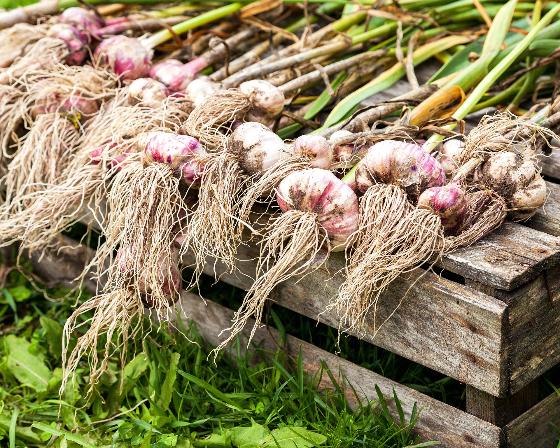 Freshly harvested garlic bulbs