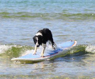 Dog surfing on a longboard.