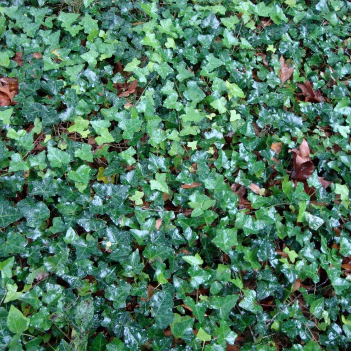Ivy