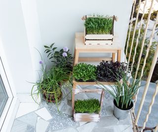 Plants growing on shaded balcony