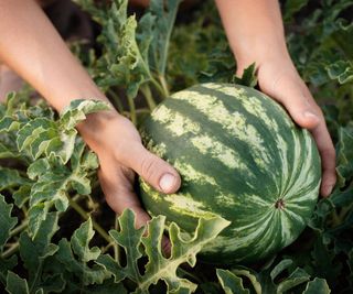 Closeup of woman picking watermelon amongst vines