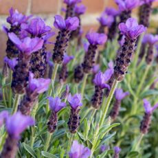 lavender plants with purple flower heads