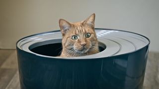 Cat uses unconventional bathroom