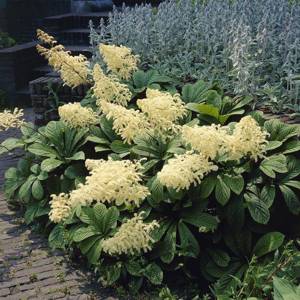 Rodgersia Aesculifolia Alba