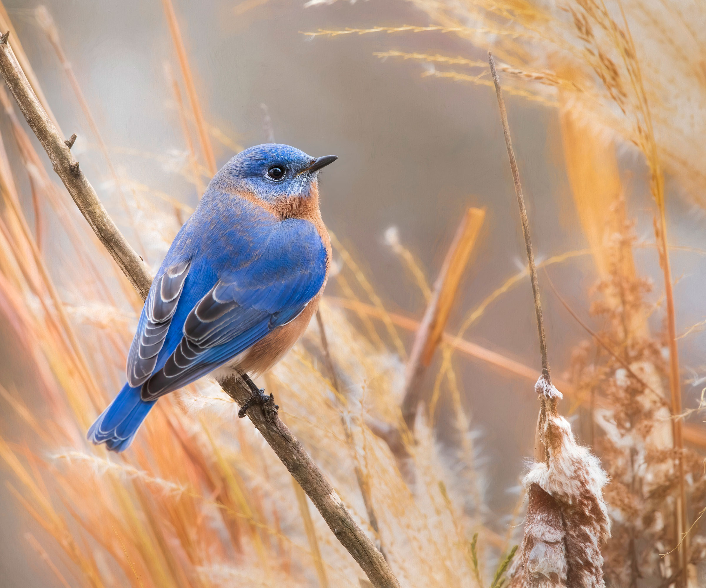 bluebird sitting on large plant stem surrounded by ornamental grass