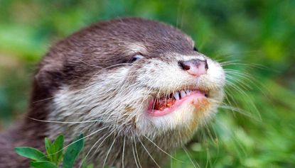 Otters have become the new must-have exotic pet in several Asian countries