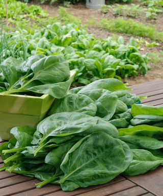 Harvest of spinach (Spinacia oleracea), variety