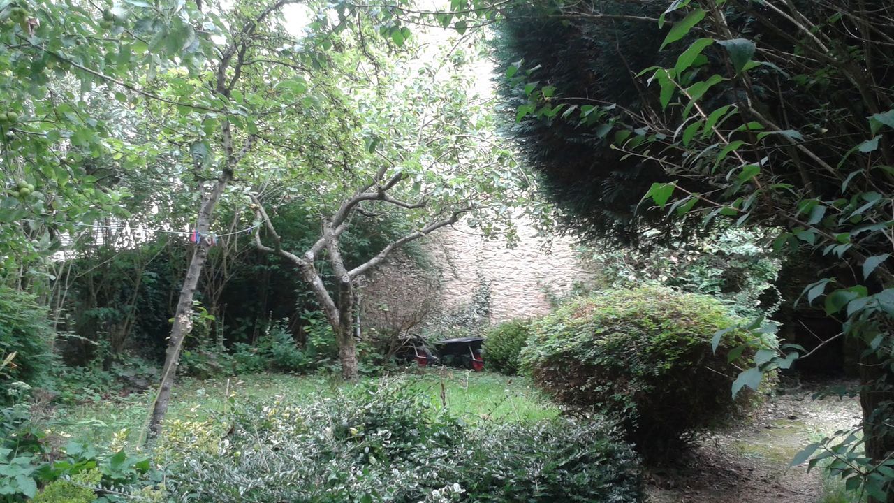 messy garden