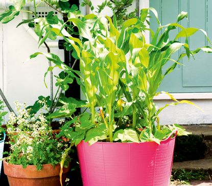 sweetcorn growing in a pot