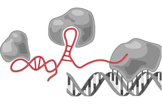 A lincRNA molecule (red) that serves as a scaffold for gene regulatory proteins (gray blobs). The DNA is represented as a gray double helix.