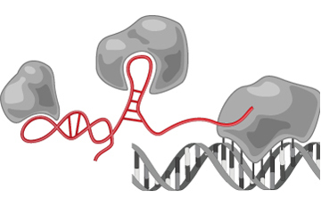 A lincRNA molecule (red) that serves as a scaffold for gene regulatory proteins (gray blobs). The DNA is represented as a gray double helix.