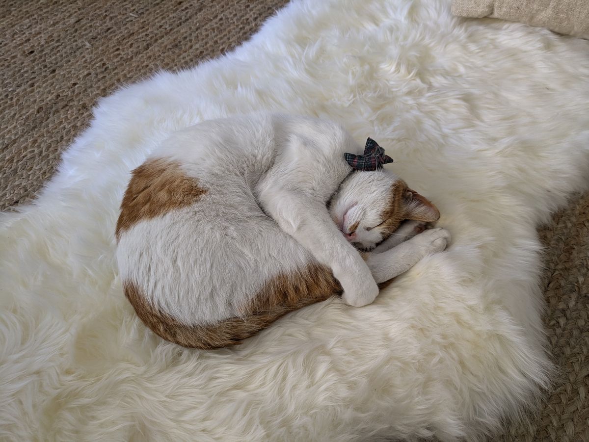 sleeping cat on white rug shot by Pixel 8a