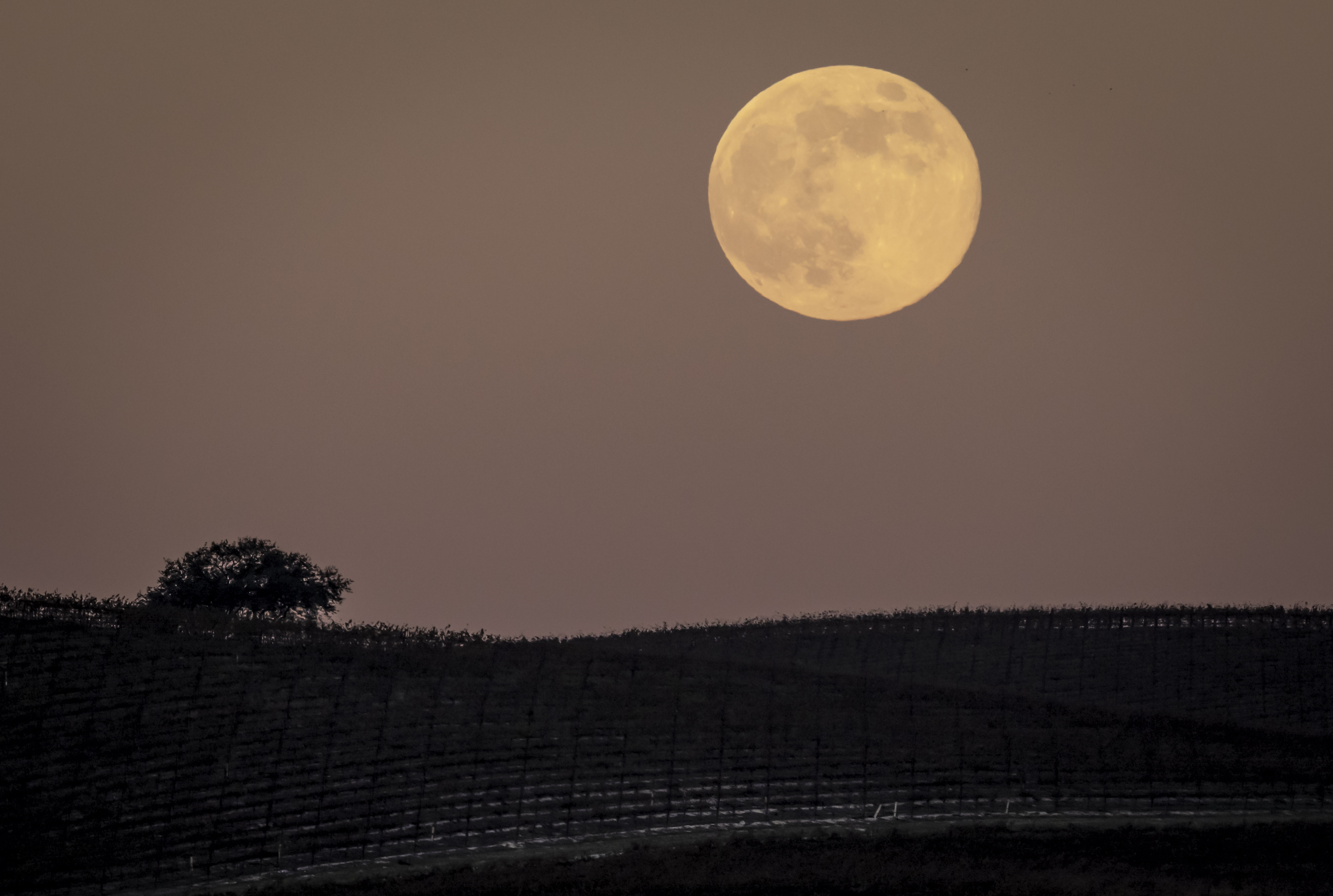 A photo of the &quot;Cold Supermoon&quot; rising over vineyards near Wellsona in California.