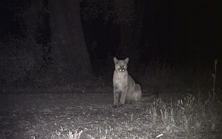 animals, mountain lions, cougar, panther, caught on video, video of mountain lions, mountain lions in California, 