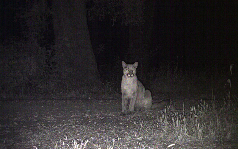 Mountain Lion Trapping Methods