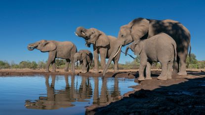 Elephants graze on a reserve in Botswana
