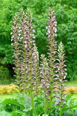 Acanthus plants, also called Bear’s breeches, produce a wonderful tall spike lined with white flowers, which are enclosed by spiny, purple bracts. They bloom from late spring to early summer (May-July)